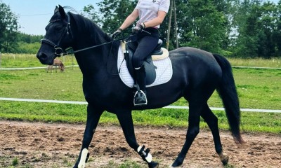 Sportponi Moonlite Melody 