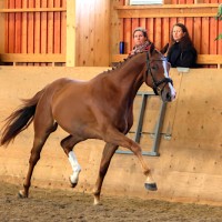 3 v. ruuna Totilaksesta