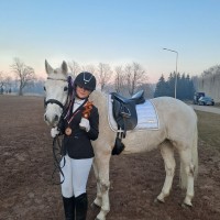 Conemara pony